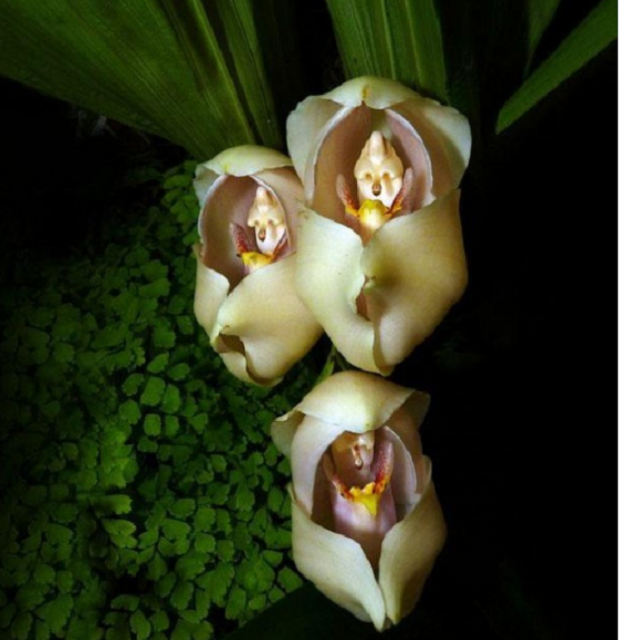 hoatuoi360-tim-hieu-nhung-loai-hoa-doc-la-tren-the-gioi-7